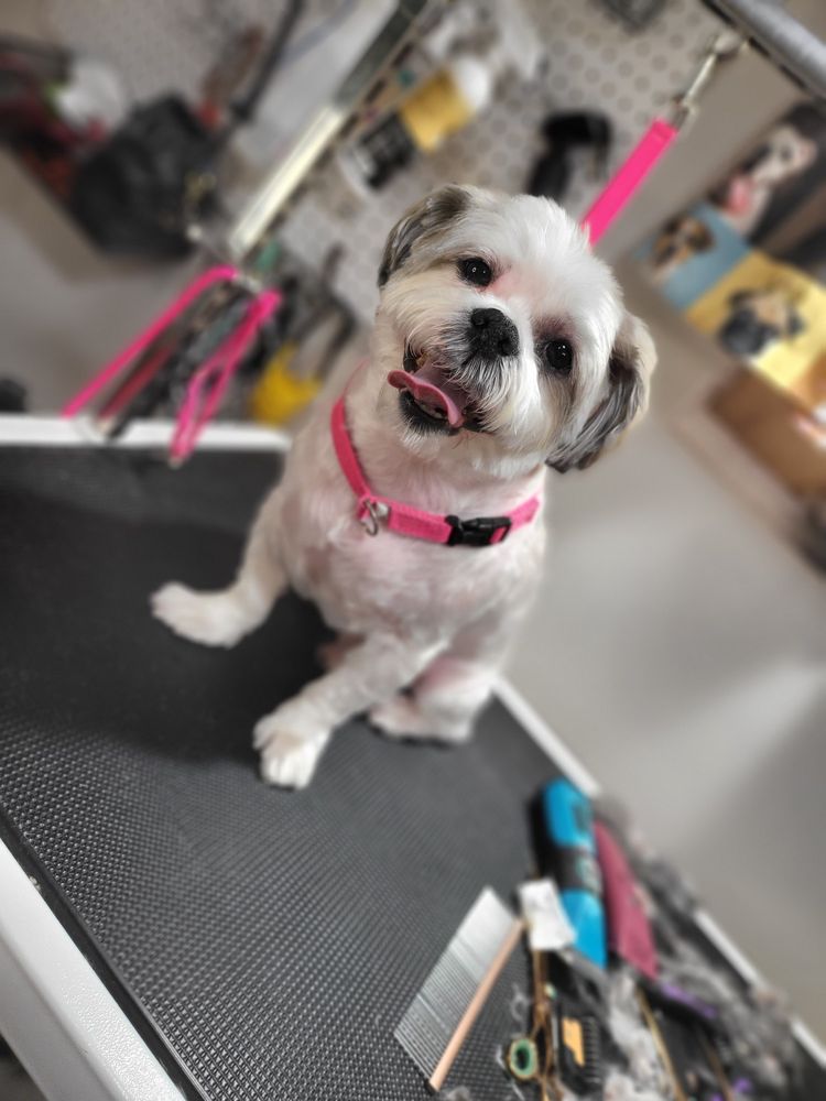 TORRES TRANSFURMATIONS GROOMING 26 Photos 108 Mckinley St, Linden