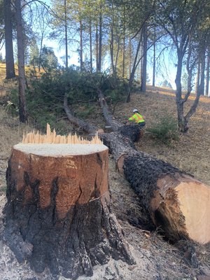 Tree Removal - With over 6 years of experience we offer:
- Brush Chipping
- Palm Tree Services
- Tree Pruning
- Emergency Services
- Shrubs, Hedges & Bushes
- Tree Removal
We're a crew dedicated to getting the job done right. Any tree, any size well take care of it!
Call today for your free quote! Available for calls 24/7. Tree Removal - With over 6 years of experience we offer:
- Brush Chipping
- Palm Tree Services
- Tree Pruning
- Emergency Services
- Shrubs, Hedges & Bushes
- Tree Removal
We're a crew dedicated to getting the job done right. Any tree, any size well take care of it!
Call today for your free quote! Available for calls 24/7.