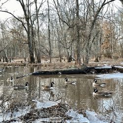 Ann Van Middlesworth Park - Swamp in winter