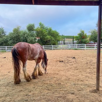 Longshadow Ranch Vineyard And Winery - Horse - Wineries Near Me - Temecula, California Longshadow Ranch Vineyard And Winery - Horse - Wineries Near Me - Temecula, California
