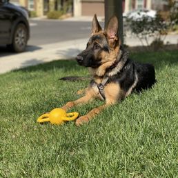 Cairo the K9 Pup Cairo the K9 Pup