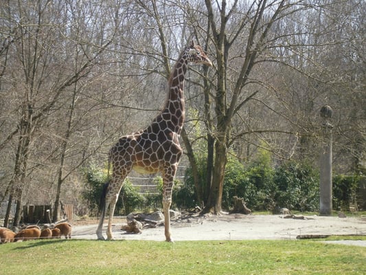Hellabrunn Zoo by null