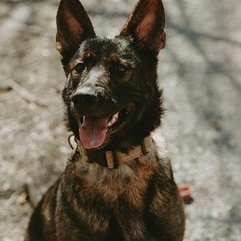Call of Dooty - Pet Waste Removal Near Me Call of Dooty - Pet Waste Removal Near Me