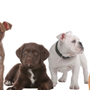 Photo of Oradell Veterinary Group Of Fort Lee