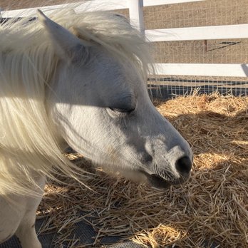 Priceless Pets Ranch - Horse - Ranches Near Me - Chino Hills, California Priceless Pets Ranch - Horse - Ranches Near Me - Chino Hills, California