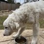 Longwood Animal Hospital and Pet Resort