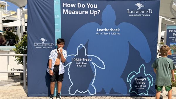 Loggerhead Marinelife Center by null