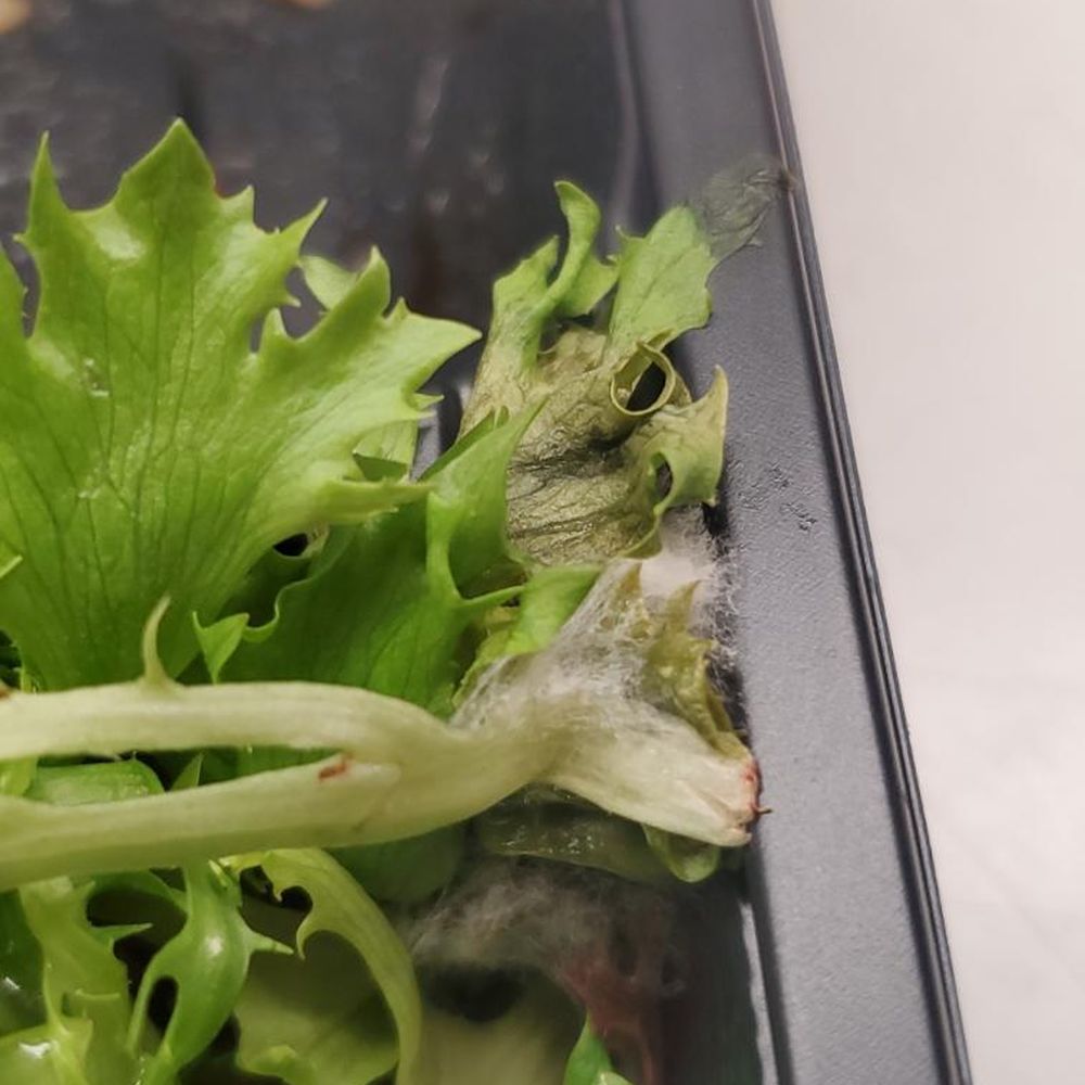 WaBa Grill - There was mold in my salad. - Asian Fusion Near Me - Menifee, California WaBa Grill - There was mold in my salad. - Asian Fusion Near Me - Menifee, California