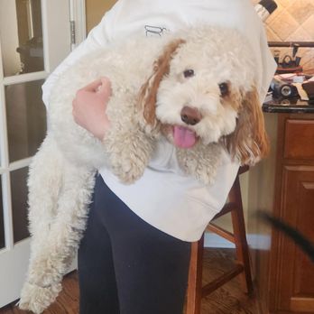 Pet Supplies Plus Brighton - Happy Milo day before Pets Supply Butchered Haircut - Pet Stores Near Me - Brighton, Michigan