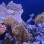 Photo of Luxury Aquarium Maintenance