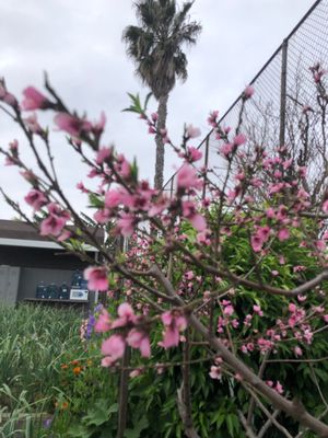 Alma Backyard Farms by null