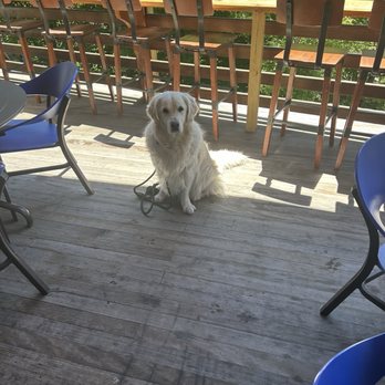 The Union Underground - You're truly posing on the patio where we puppers are allowed. (This place rocks) - Gastropubs Near Me - Manchester, Vermont