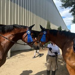 Sherwood SportHorses