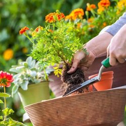 Saunders Landscape Supply - Seasonal Gardening Best Practices