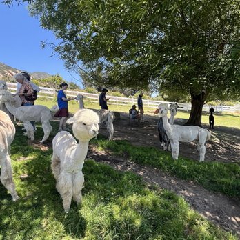 Canzelle Alpacas - Farms Near Me - Carpinteria, California Canzelle Alpacas - Farms Near Me - Carpinteria, California