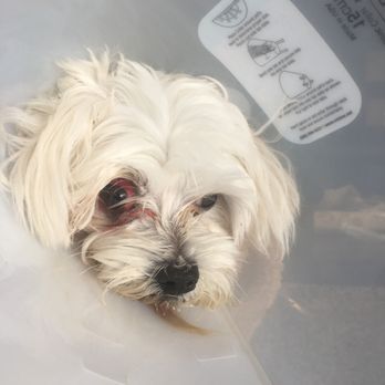 Uncle Jeff's Pet Sitting & More - Chloe sedated at the hospital after she was attacked. Her injuries were so severe, she needed three surgeries. - Dog Walkers Near Me - Canoga Park, California Uncle Jeff's Pet Sitting & More - Chloe sedated at the hospital after she was attacked. Her injuries were so severe, she needed three surgeries. - Dog Walkers Near Me - Canoga Park, California