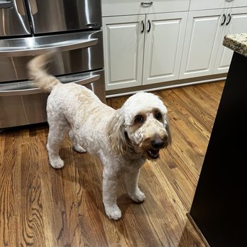 The Clean Dog - Pet Sitting Near Me - Atlanta, Georgia The Clean Dog - Pet Sitting Near Me - Atlanta, Georgia
