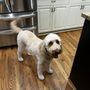 Photo of The Clean Dog