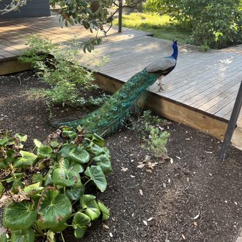 Mattie's - Peacock-part of the dining experience - American Near Me - Austin, Texas