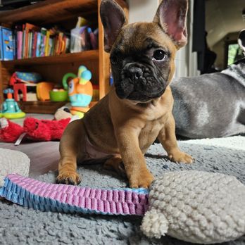 North Shore Frenchies - Eevee the first few days after we brought her home - Pet Breeders Near Me North Shore Frenchies - Eevee the first few days after we brought her home - Pet Breeders Near Me