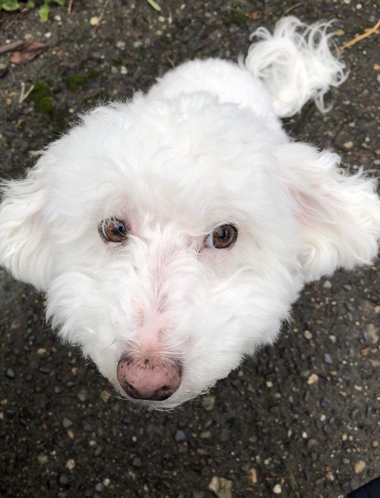Seattle Canine Crew - pet boarding facility in Seattle, WA