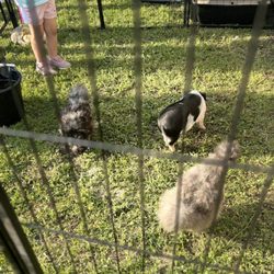 Houston Petting Zoo and Shows - Piglet and chicken