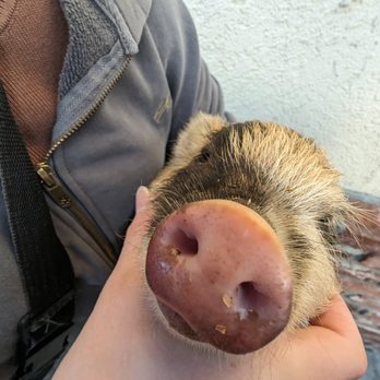 Farm Fun for Dogs - We also board piggy pets - Dog Walkers Near Me