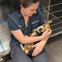 Photo of MedVet Silicon Valley