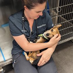 MedVet Silicon Valley