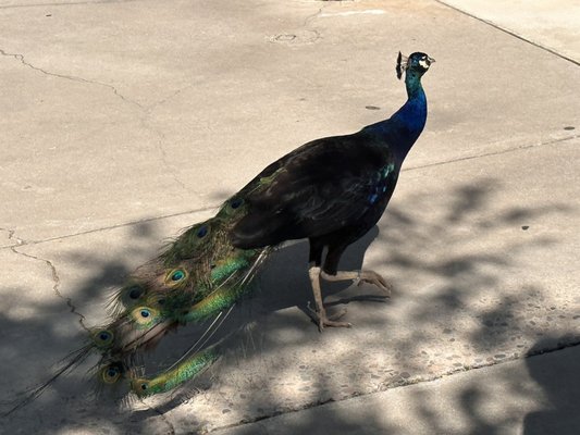 Reid Park Zoo by null