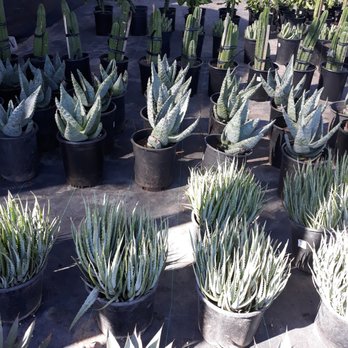 The Cactus Doctor - Gardeners Near Me - Phoenix, Arizona
