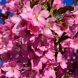 Sakura 3.5.26