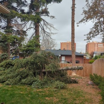 Axe and Oak Tree Care - Beetle infested removal. - Tree Services Near Me