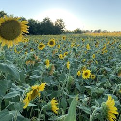 Forks of the River - Sunflower field
