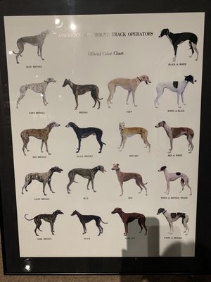 Greyhound Hall of Fame by null