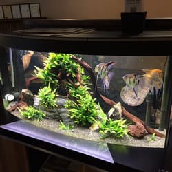 Onibendon - The fish tank!