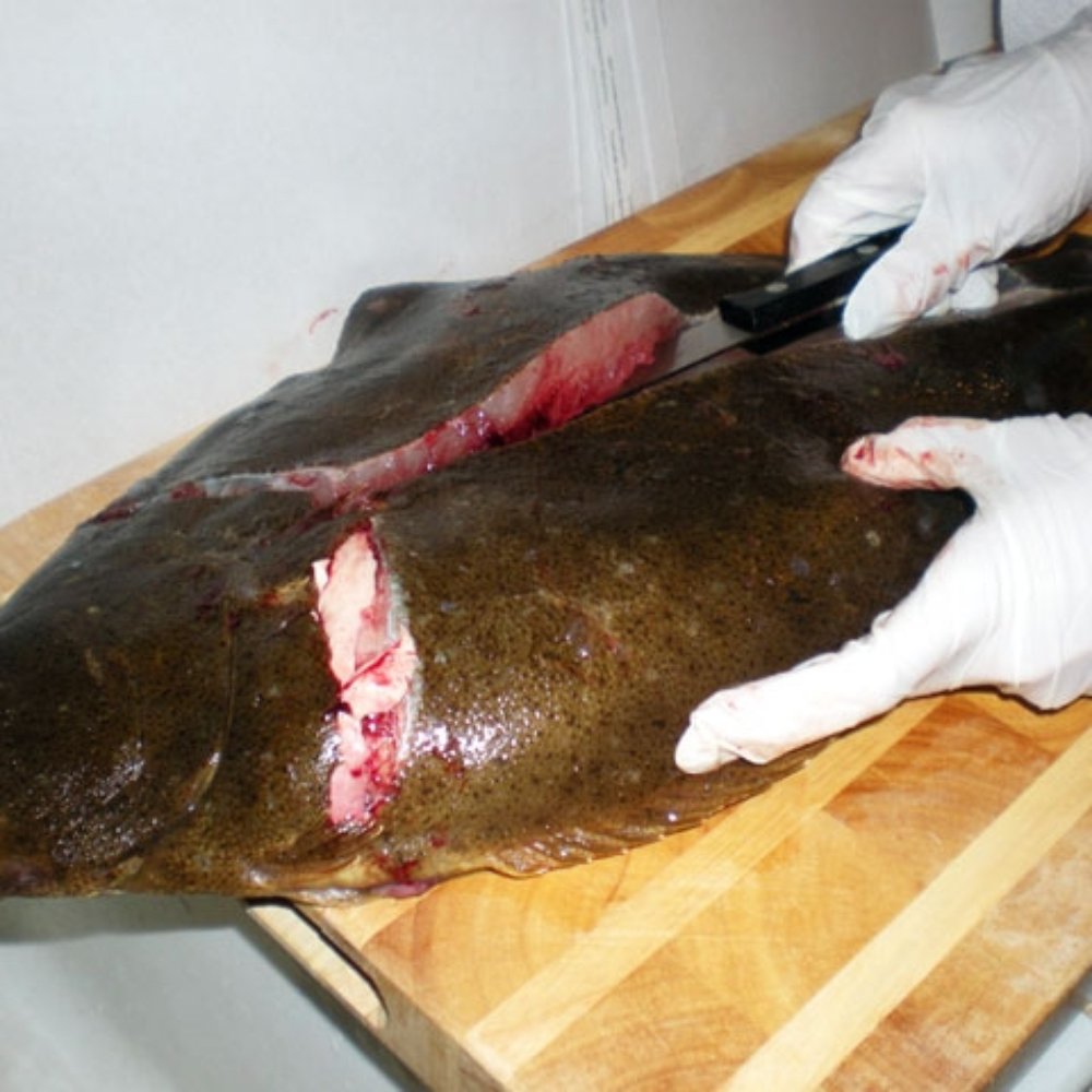 5lb Halibut. 5lb Halibut.