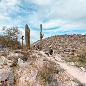 Holbert Trailhead - Tall cacti! - Hiking Near Me - Phoenix, Arizona
