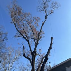 Reasonable Tree Experts