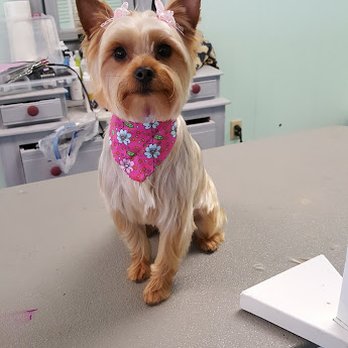 The Grooming Divas - Pet Groomers Near Me - Williamsburg, Virginia
