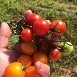 Sugar Grove Growers - home grown tomatoes