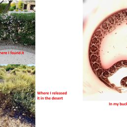 My 1st Western Diamond Rattlesnake catch, relocate, and release after Public Venomous Snake Training with Cale