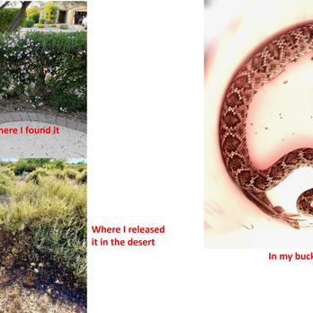 Phoenix Herpetological Society - My 1st Western Diamond Rattlesnake catch, relocate, and release after Public Venomous Snake Training with Cale - Community Service/Non-Profit Near Me