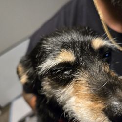 Canine Republic - 3 hours after picking up my dogs from Canine Republic, her eye is now goopy