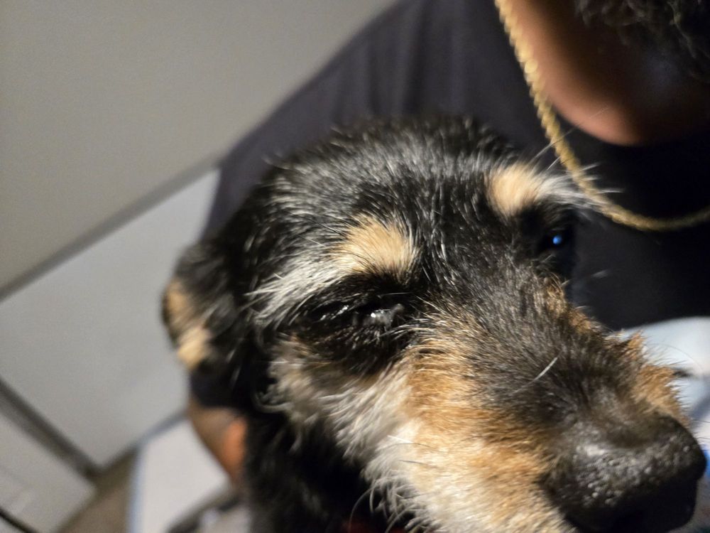Canine Republic - pet boarding facility in Plano, TX