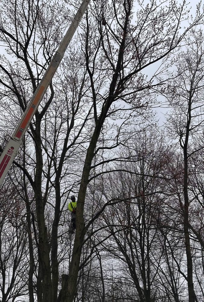 RED OAK PROFESSIONAL TREE SERVICE - Updated October 2025 - Request a ...
