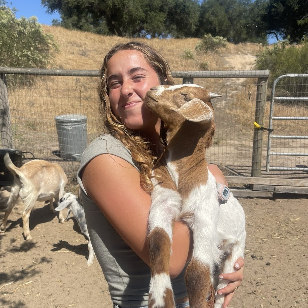 Zaca Creek Ranch - Baby goats - Ranches Near Me Zaca Creek Ranch - Baby goats - Ranches Near Me