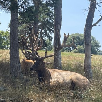 Amber Elk Ranch - Male elk - Gift Shops Near Me - Ludington, Michigan