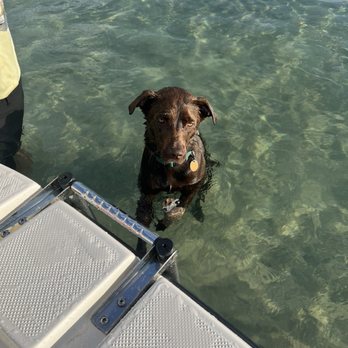 North Shore Obedience & Behavioral Training - Dog - Pet Training Near Me North Shore Obedience & Behavioral Training - Dog - Pet Training Near Me