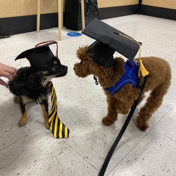 PetSmart - Socializing with his classmate - Pet Stores Near Me - Costa Mesa, California PetSmart - Socializing with his classmate - Pet Stores Near Me - Costa Mesa, California